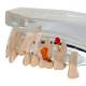 Nasco MG38398 Translucent Adult Dentition Normal and Pathology Model - Pathologies Close-Up 1