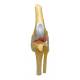 Nasco MG38400 Canine Osteoarthritis Knee Model - Angle 3