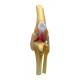 Nasco MG38400 Canine Osteoarthritis Knee Model - Angle 5