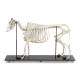 Nasco MG38523 Bovine Skeleton Model