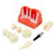 Nasco MG39444 Dental Implant Model, 8 Parts - Angle 2