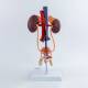 Nasco MG40887 Male Urinary System Model - Back View