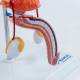 Nasco MG40887 Male Urinary System Model - Close-up of Male Genitalia