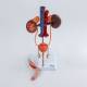 Nasco MG40887 Male Urinary System Model - Disassembled Front View