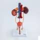 Nasco MG40887 Male Urinary System Model - Front View