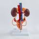 Nasco MG40888 Female Urinary System Model - Back View