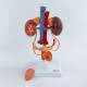 Nasco MG40888 Female Urinary System Model - Front View Disassembled