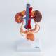 Nasco MG40888 Female Urinary System Model - Front View