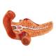 Nasco MG40891 Stomach with Pancreas and Duodenum Model, 3 Parts - Angle 2 Close-up