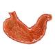 Nasco MG40891 Stomach with Pancreas and Duodenum Model, 3 Parts - Angle 3 Close-up