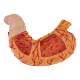 Nasco MG40891 Stomach with Pancreas and Duodenum Model, 3 Parts - Angle 4 Close-up