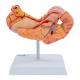 Nasco MG40891 Stomach with Pancreas and Duodenum Model, 3 Parts - Back View