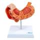 Nasco MG40891 Stomach with Pancreas and Duodenum Model, 3 Parts - Front View