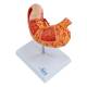 Nasco MG40891 Stomach with Pancreas and Duodenum Model, 3 Parts - Top View