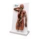 Nasco MG42722 Human Lymphatic System Model