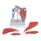 Nasco MG42797 Human Shoulder Joint With Rotator Cuff, 5 Parts - Disassembled