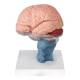 Nasco MG42799 Human Brain with Cervical Spine, 15 Parts
