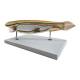 Nasco MG4321 Amphioxus Model, 10x Enlarged, 3 Parts - Angle 2