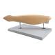 Nasco MG4321 Amphioxus Model, 10x Enlarged, 3 Parts - Angle 3
