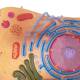 Nasco MG6410 Animal Cell Model, 13,000x Enlarged - Angle 3