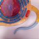 Nasco MG6410 Animal Cell Model, 13,000x Enlarged - Angle 4