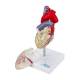 Nasco MG7330 Transparent Heart with Conductive System Model, Disassembled