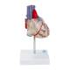Nasco MG7330 Transparent Heart with Conductive System Model, Right Side View