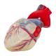 Nasco MG7330 Transparent Heart with Conductive System Model, Close-up View