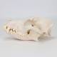 Nasco MG7388 Dog Skull Model - Angle 3