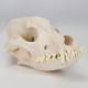 Nasco MG7388 Dog Skull Model - Angle 2