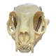Nasco MG7391 Cat Skull Model - Angle 1