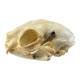 Nasco MG7391 Cat Skull Model - Angle 3
