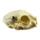 Nasco MG7391 Cat Skull Model - Angle 4