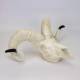 Nasco MG7393 Domestic Sheep Skull Model - Angle 3