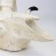 Nasco MG7393 Domestic Sheep Skull Model - Angle 4