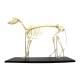 Nasco MG8512 Dog Skeleton Model - Angle 1