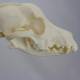 Nasco MG8512 Dog Skeleton Model - Angle 2
