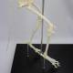 Nasco MG8512 Dog Skeleton Model - Angle 5