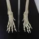 Nasco MG8512 Dog Skeleton Model - Angle 4