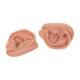3B Scientific N15 Acupuncture Ear Models - Set of Left and Right Ear