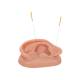 3B Scientific N15 Acupuncture Ear Models - Set of Left and Right Ear