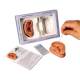 3B Scientific N15 Acupuncture Ear Models - Set of Left and Right Ear