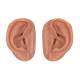 3B Scientific N16 Acupuncture Ear Set for 10 Students