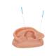 3B Scientific N16 Acupuncture Ear Set for 10 Students