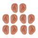 3B Scientific N16 Acupuncture Ear Set for 10 Students