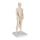 3B Scientific N30 Acupuncture Model - Male