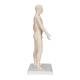 3B Scientific N30 Acupuncture Model - Male
