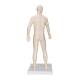 3B Scientific N30 Acupuncture Model - Male