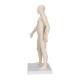 3B Scientific N30 Acupuncture Model - Male