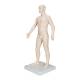 3B Scientific N30 Acupuncture Model - Male